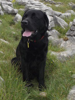 LostboxUK's tweet image. RT @millypod1: #Lost #ScanMe  Labrador Retriever Male 
ON THE MOORS between #Skipton &amp;amp; #Grassington #BD23