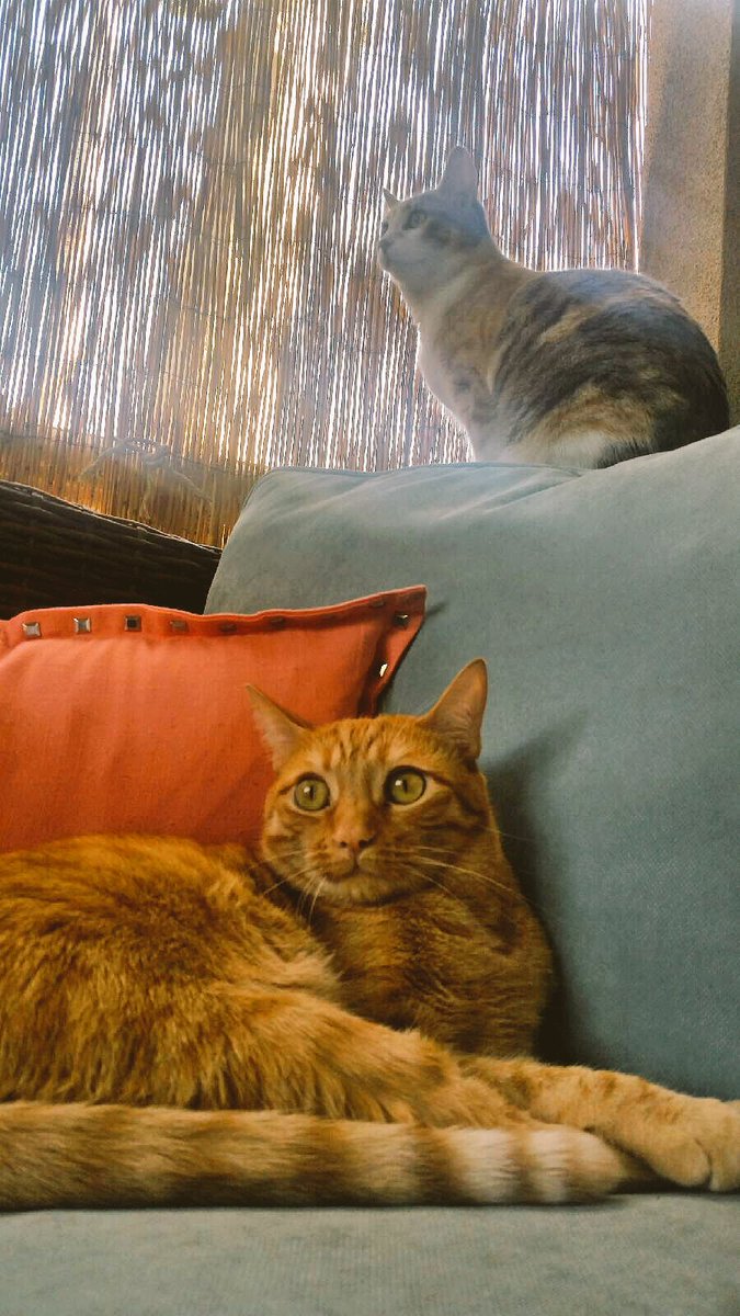 LiveCatCam's tweet photo. Bubbles &amp; Piper enjoying the weather ☀️ #livecatcam #Caturday #catlife #kitten https://t.co/7yWlPGSPCt