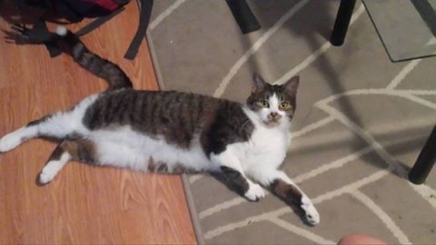 GuelphLostPets's tweet photo. Recognize this male cat? Found Kathleen &amp; London area near Lourdes #guelph. https://t.co/24Hk86arvy #NotBubba https://t.co/YnwBQHz4GT