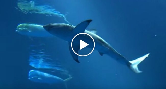 wearilesscom's tweet photo. How Come No Aquarium Has A Great White Shark?
https://t.co/gh38naSyTt https://t.co/onjSQsuka7