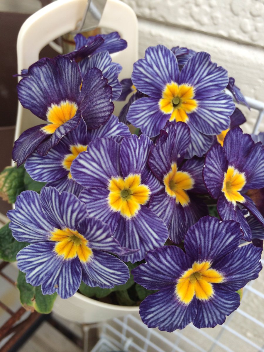 bunisuke's tweet photo. .@dale_dixon Primula 'Zebra Blue' https://t.co/AHKuJMi1Aq