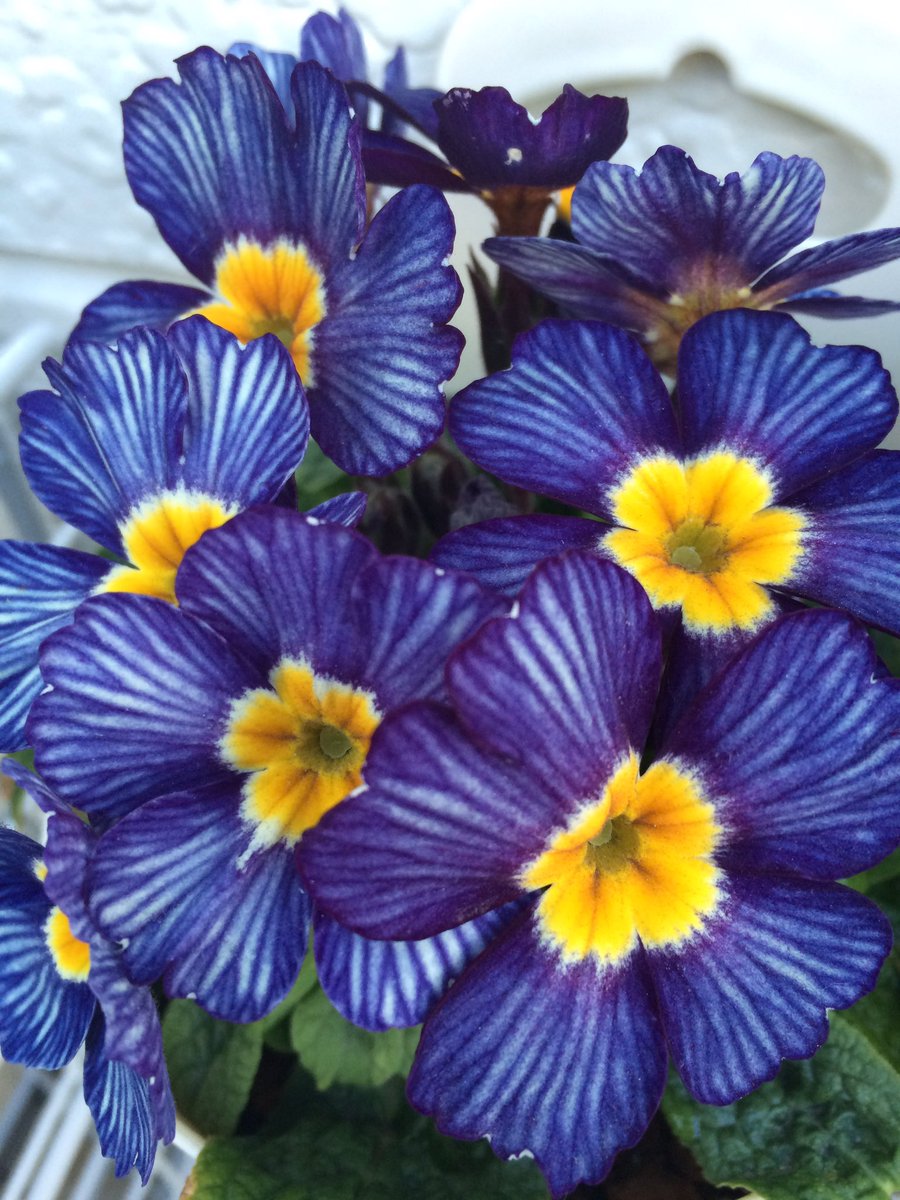 bunisuke's tweet photo. .@dale_dixon Primula 'Zebra Blue' https://t.co/AHKuJMi1Aq