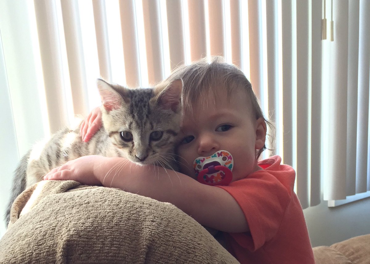 semiferallife's tweet photo. Raising the #nextgeneration of #animalrescue #KittensofTwitter #CatTeam7 @BillyTheKidden @lisa_fletch https://t.co/pYGkqbHdwn