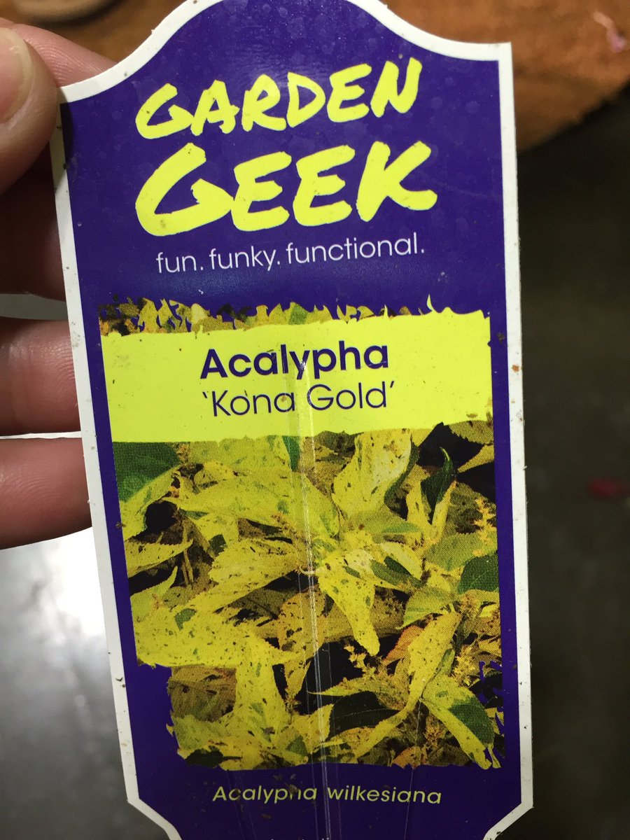 Karen_GIE's tweet image. Can't get over the crazy acalypha plant seen @PeaceTreeFarm today! All pics from same plant. #Cultivate16 #plantgeek