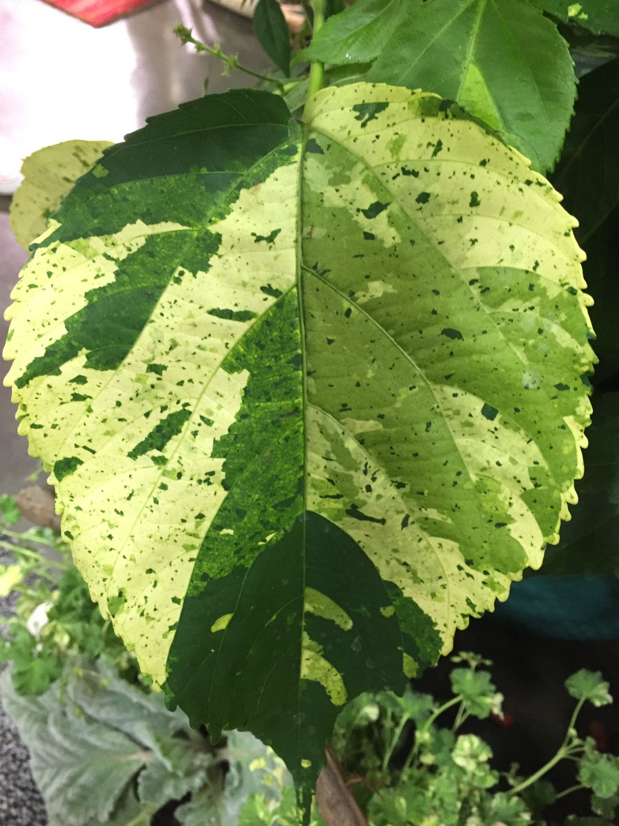 Karen_GIE's tweet image. Can't get over the crazy acalypha plant seen @PeaceTreeFarm today! All pics from same plant. #Cultivate16 #plantgeek