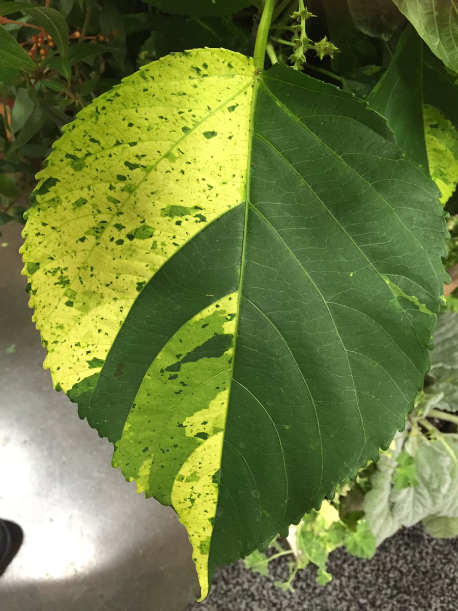 Karen_GIE's tweet image. Can't get over the crazy acalypha plant seen @PeaceTreeFarm today! All pics from same plant. #Cultivate16 #plantgeek