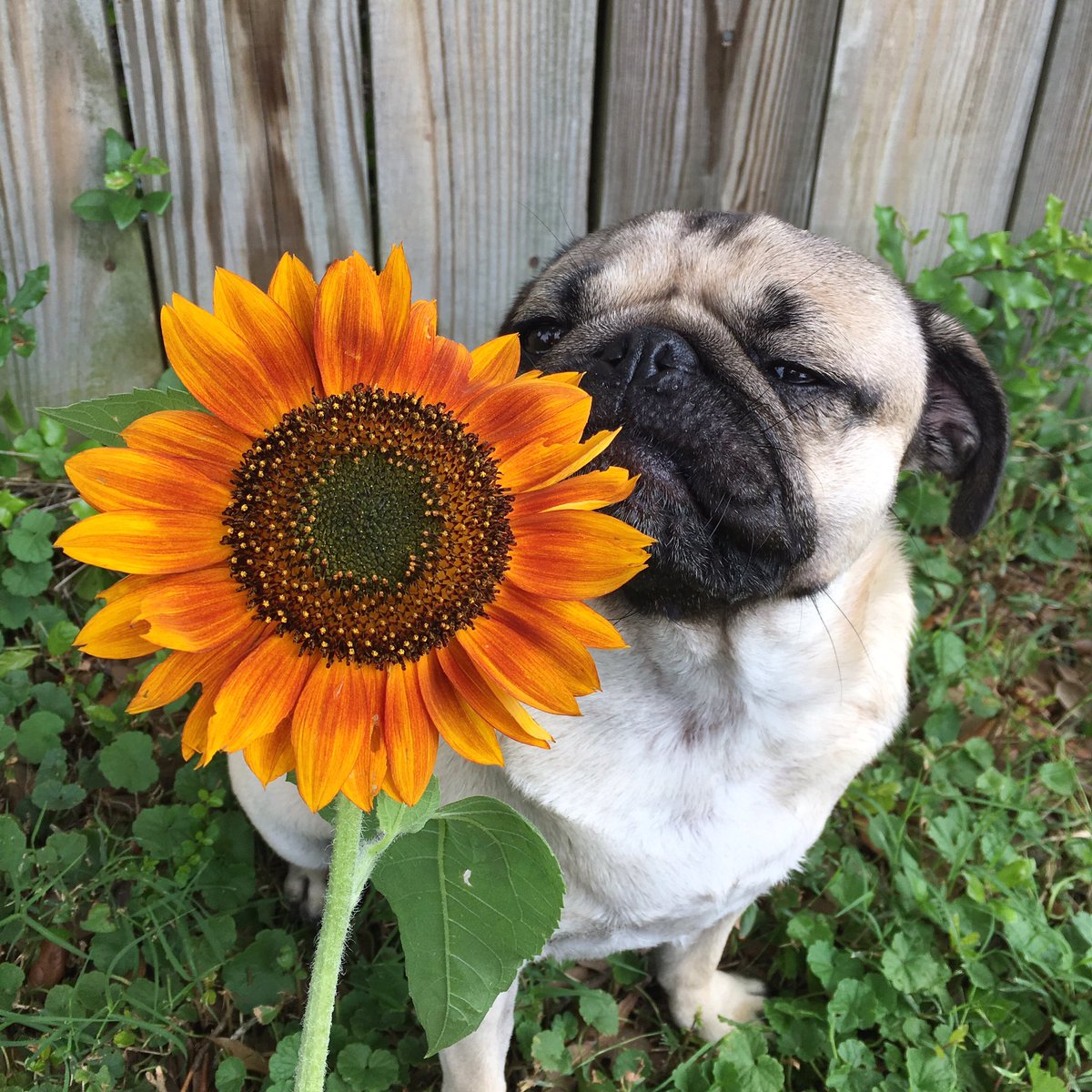 When bae gets u flowers to say sorry but ur still mad, image size:1200x1200