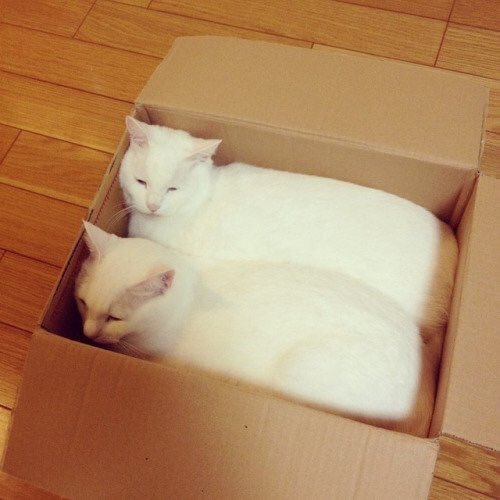 new shipment of loafs. fresh from the bakery