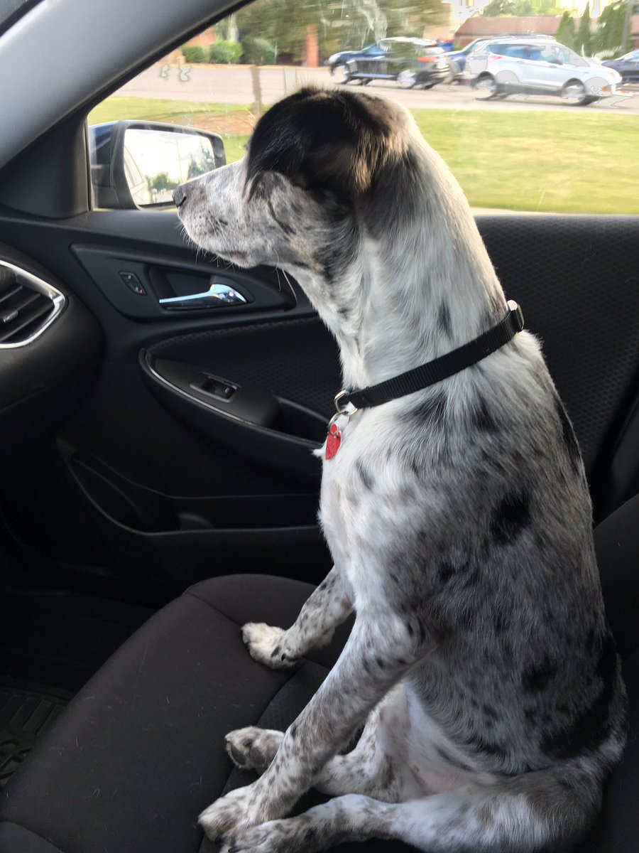 P3_Salens's tweet photo. @branna_dar @DieselDosCuatro my copilot is excited for his new home! #dirtypaws #hessleepingnow #byebyeBA 🐶🚀 https://t.co/T0xQktFfdB