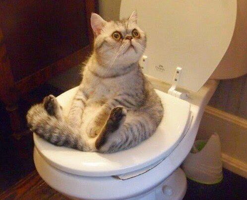 I Love Stats tweet media