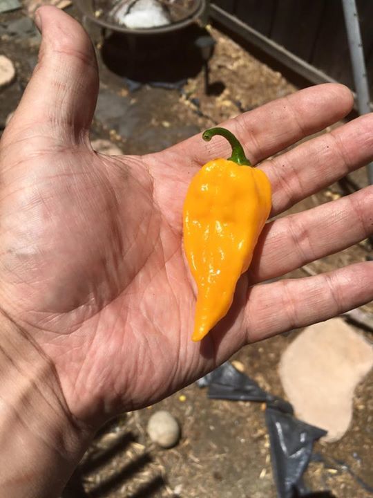 9ineCircles's tweet photo. Finally! A proper yellow Fatalii! #9CoH https://t.co/icIj2rWLpA
