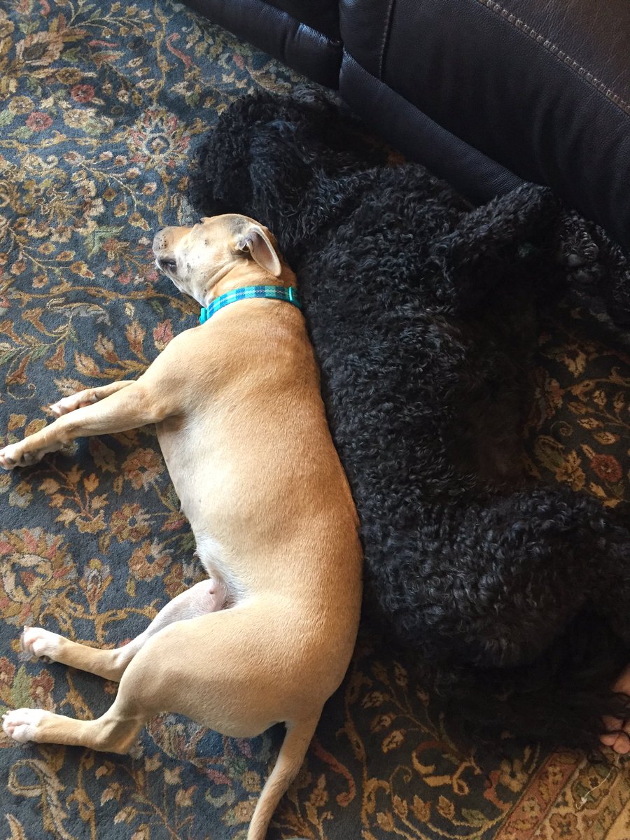 mackayzerelli's tweet photo. #forcecuddle https://t.co/DauqqpGNfq