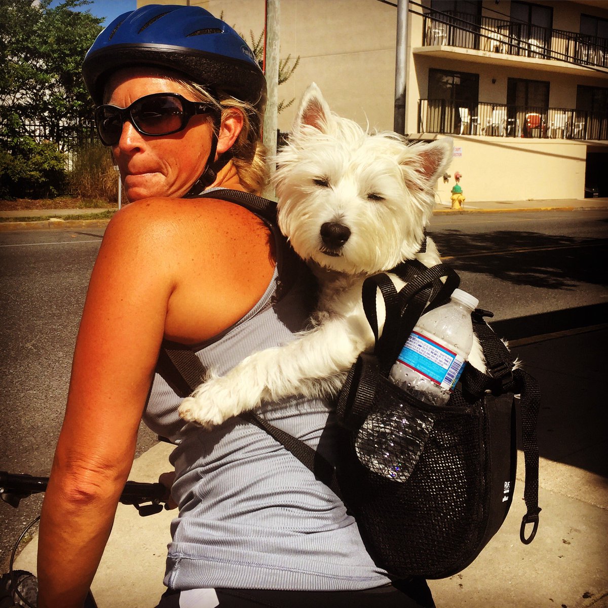 daniellecohn's tweet photo. This dog has it made. #IMissSandy #dog #bike #happiness #holdon #dogdaysofsummer #dogsofinstagram #doginbackpack https://t.co/VQQwG9u96w