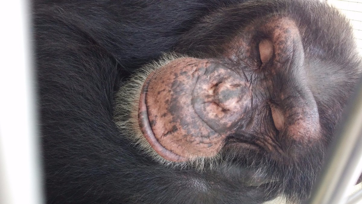 SaveTheChimps's tweet photo. WARNING: Going to sleep will cause Monday!
#CaponeTheChimp https://t.co/hRQEpRH7hm