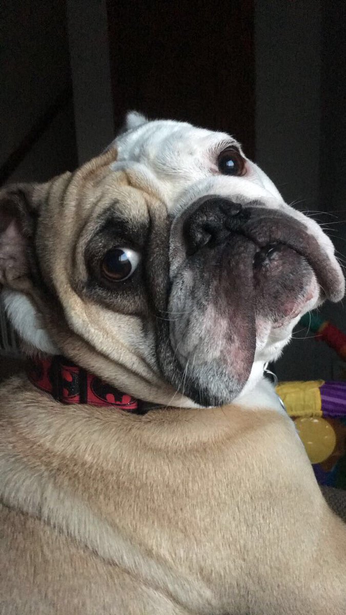 roxygirldm's tweet photo. What part of no flash photography did you not understand? #myrules #diva #princessroxy https://t.co/XKt9X5TmFW