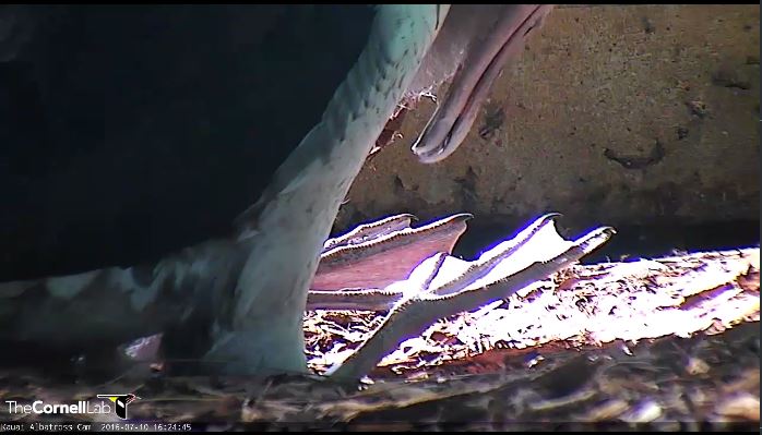 7/10 16:24HST, Looking forward to when Kialoa returns w/nest by step to talk to chick resting on feet. #AlbatrossCam