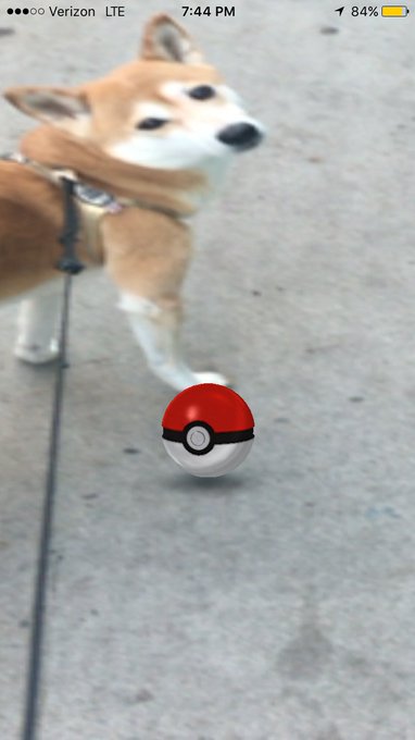 "Look mom! I caught the Pidgey!" https://t.co/U9LrnMU4hi