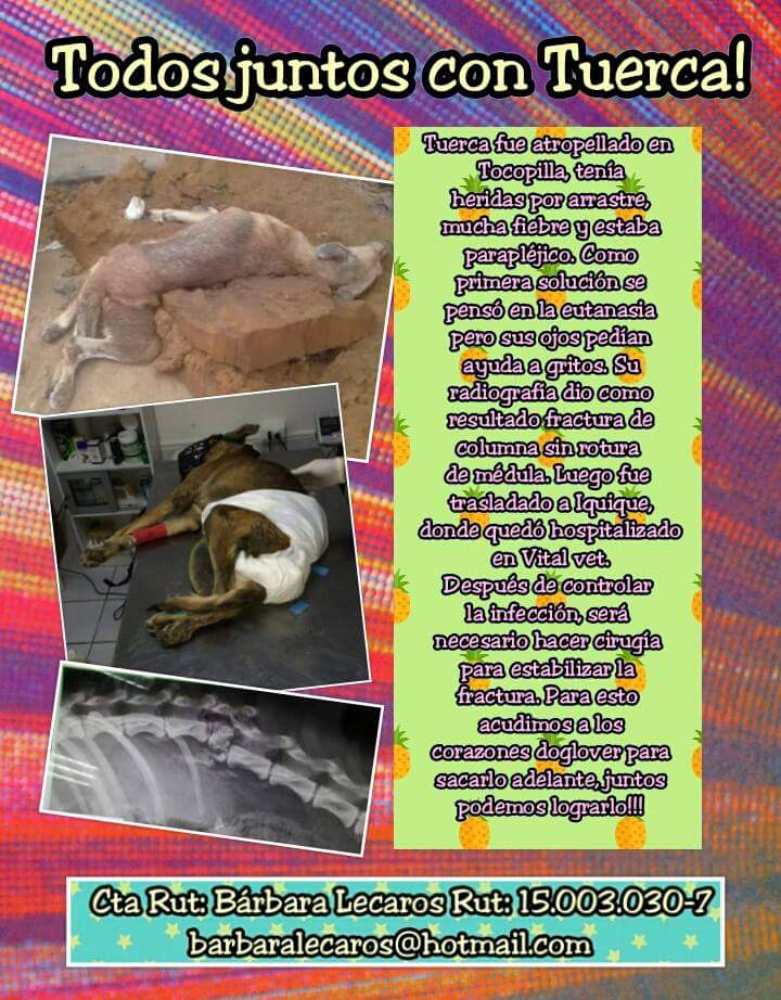 anypili's tweet photo. https://t.co/NStY0evWXh un rt para Tuerca <3 @lindorfovet @AnimaliaUai @sosanimalistas @pewos @quiltrosmagazin https://t.co/DYIC9iyiru