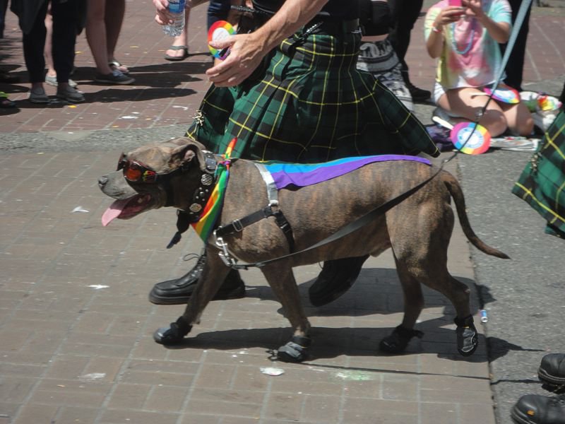 potforpride's tweet photo. And all kinds of four-legged friends at #VictoriaPride @MenInKilts https://t.co/FzIhT3Dg3h