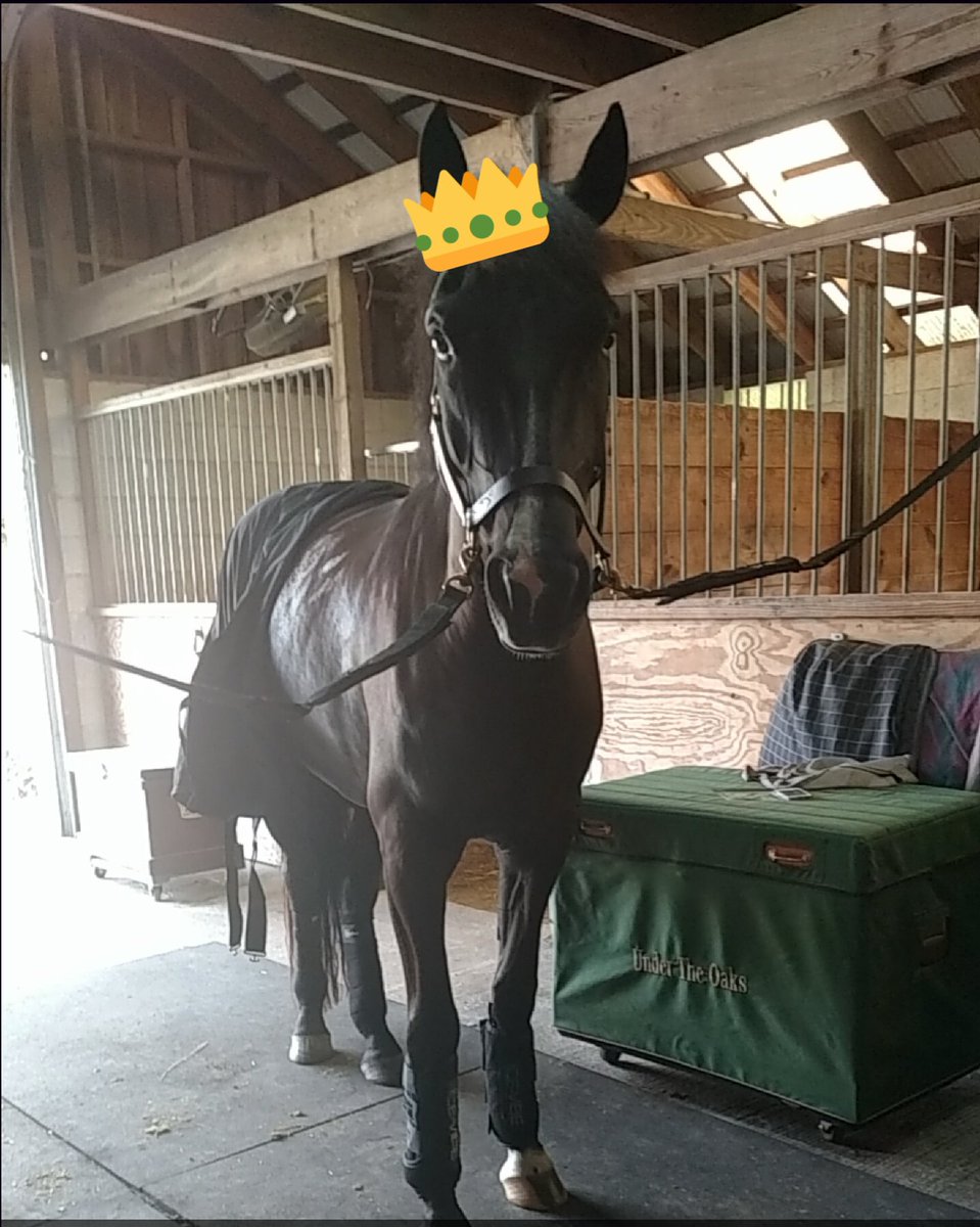 ShilahRose's tweet photo. The Prince hanging out in his ice vibe &amp; back on track....just a tad spoiled. https://t.co/V3UIIorM3k