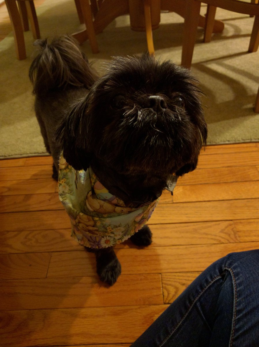 amreach12's tweet photo. If anyone sees Ollie please call me asap. He was last seen near the Exton Mall. (He doesnt have the bandana anymore) https://t.co/gLcz7gNc55
