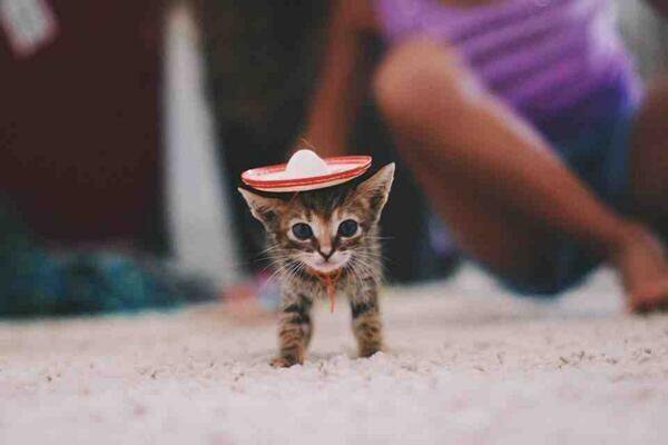 tiny sombrero!