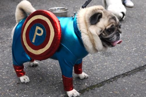 JenDraicchio's tweet photo. Captain Pug-America @PolitoAmanda https://t.co/NInqARcbDw