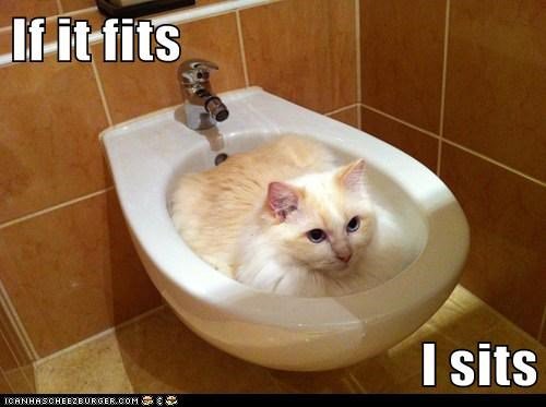 Cats will sit in anything . . . If I Fits... I Sits! bit.ly/1QOF9JP