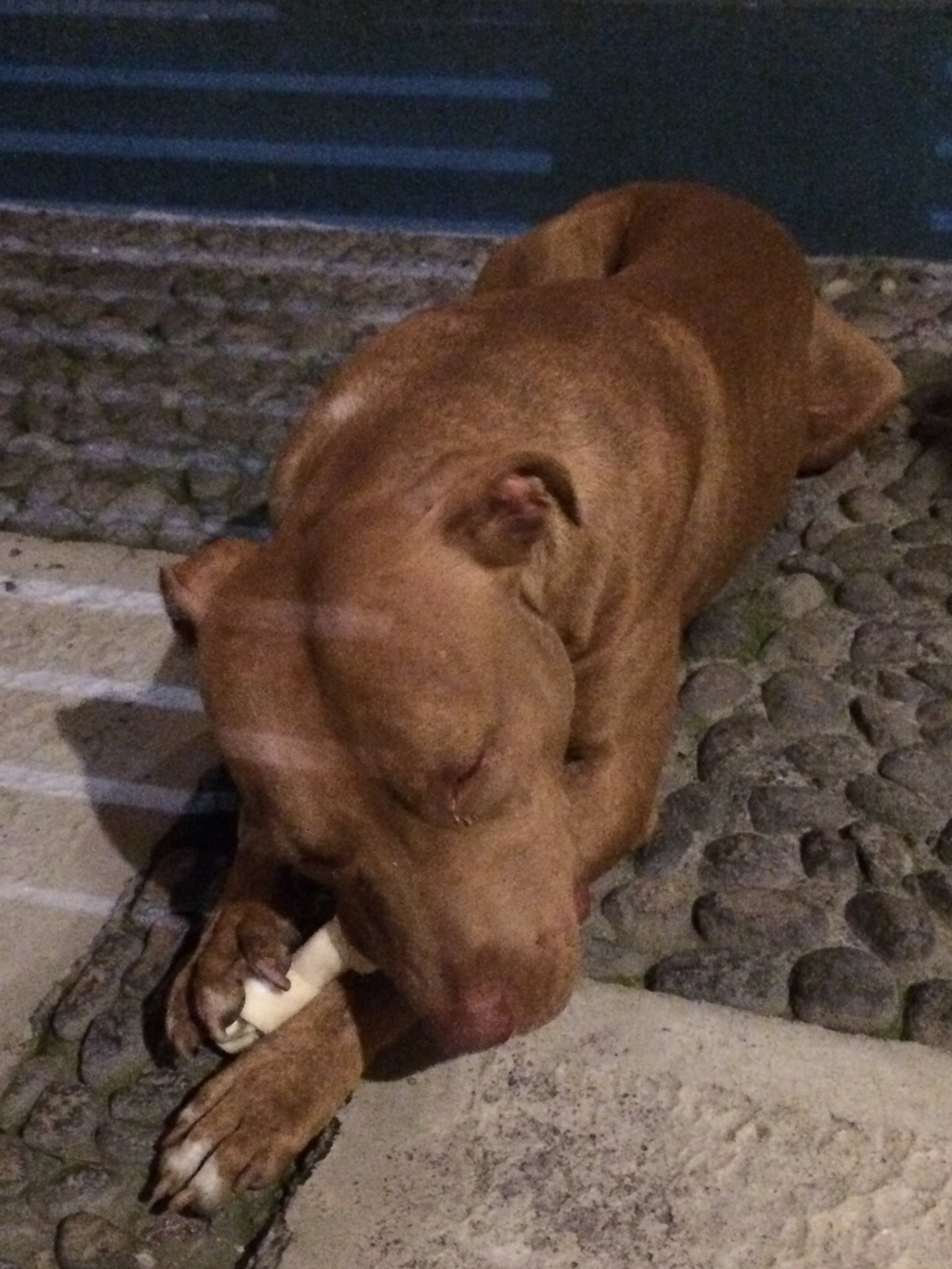 Gilberto Martinez on Twitter: "Encontré perro Pitbull en Circuito