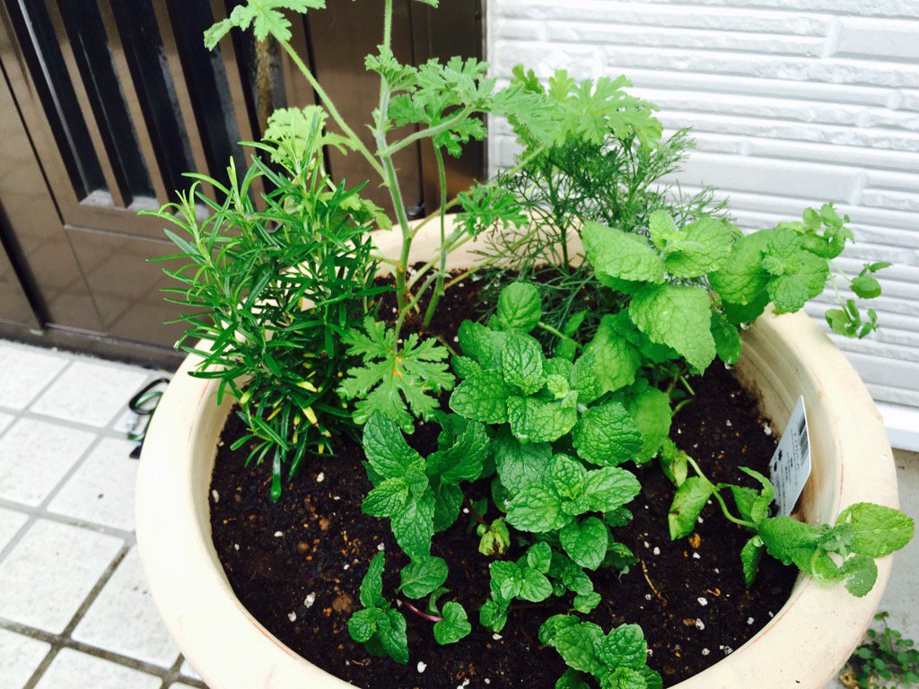 ゆ 玄関前の寄せ植えチェンジ 今回は花じゃなくてハーブたち ミント二種類とローズマリー あと天然虫除け 全然効かないと思うけど のゼラニウム T Co Tjy9xsrjen Twitter