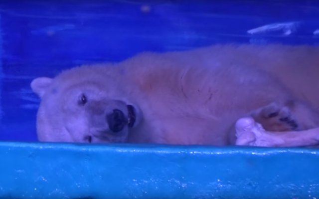 Un oso polar vive encerrado en un centro comercial de China posando para selfies todo el día atres.red/5ffbb1