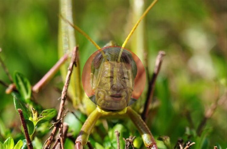 hkpriority's tweet image. 習近平根本就是蝗蟲！

passiontimes.hk/article/07-11-…