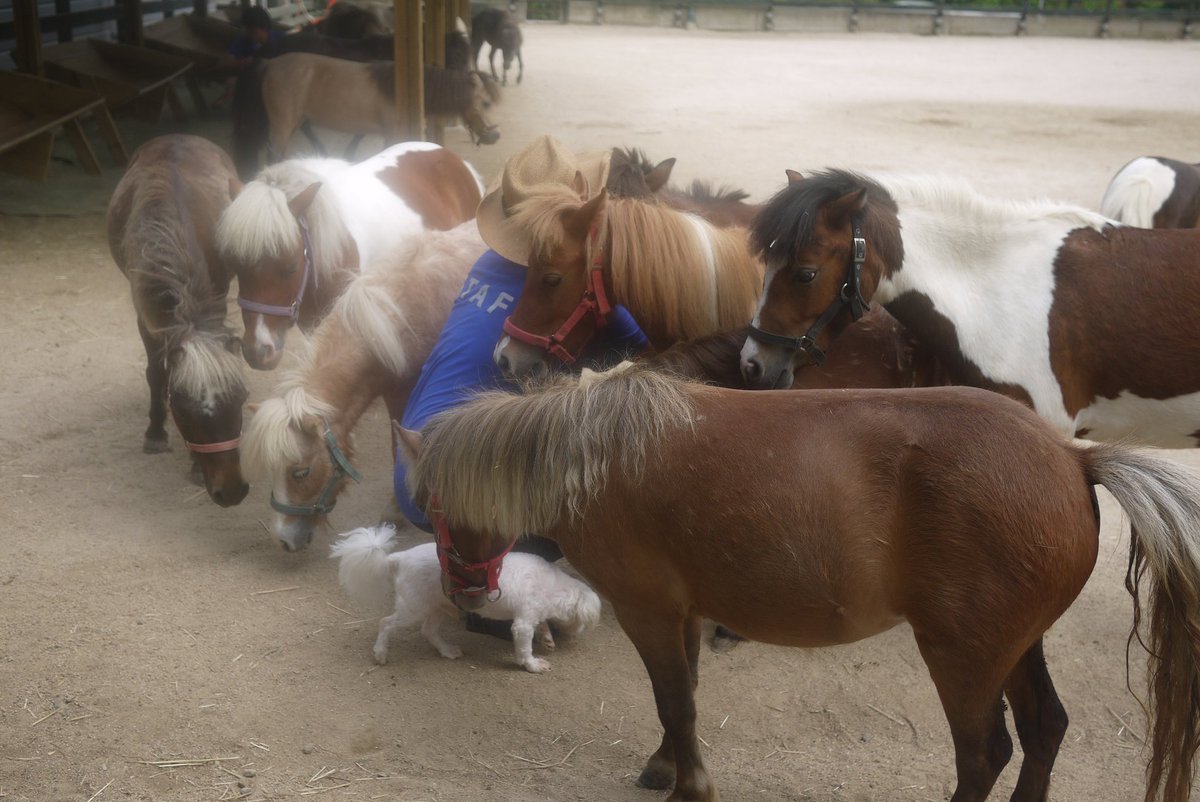 neopsyche112's tweet image. 소환술사다... 말님들 나를 보면 몰려들어 꽉 깨뭄. 같이 온 둥이 깜놀