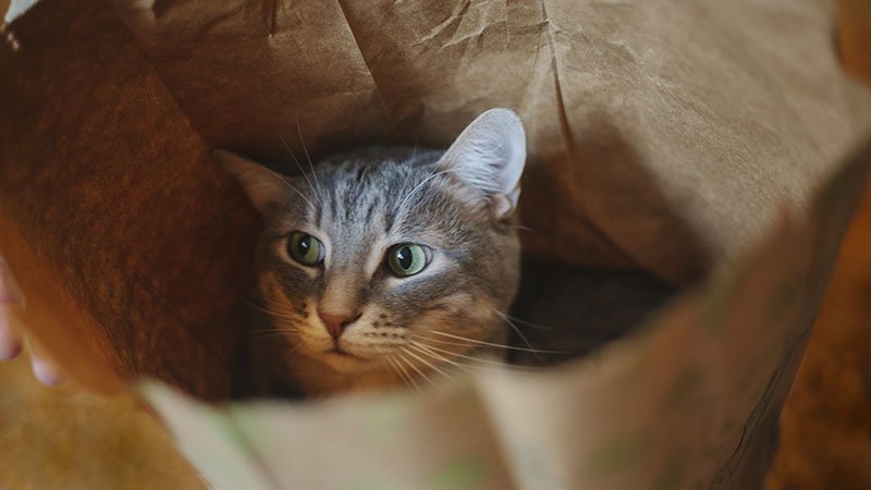 eliseandthomas's tweet photo. Love #cats as much as we do? Get your fix of cuteness here: https://t.co/cg2SPV8QnJ https://t.co/nTeRwcx9Du