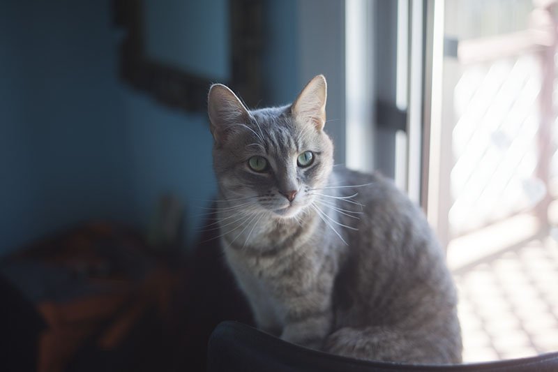 eliseandthomas's tweet photo. Love #cats as much as we do? Get your fix of cuteness here: https://t.co/cg2SPV8QnJ https://t.co/nTeRwcx9Du
