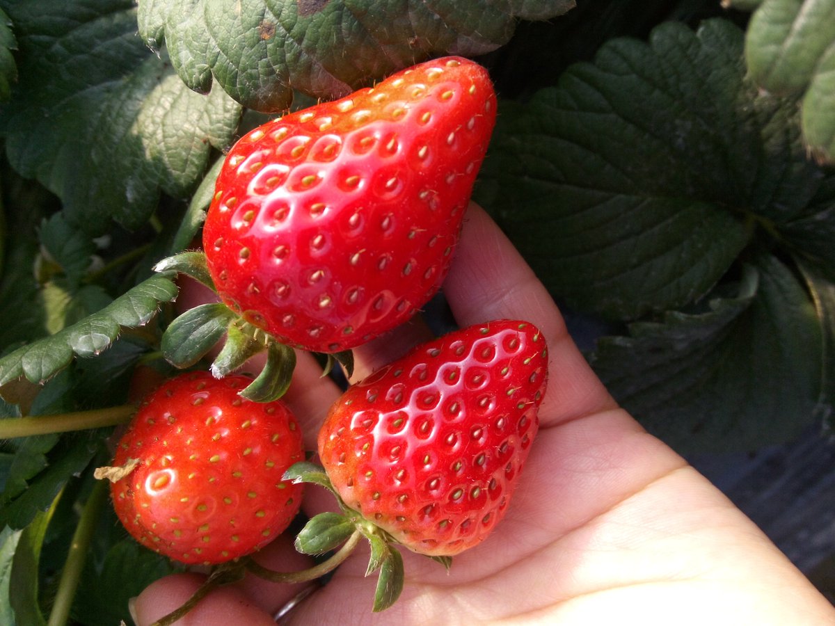 info0621's tweet photo. Go to farm to pick strawberries https://t.co/DMhLMEk0j9