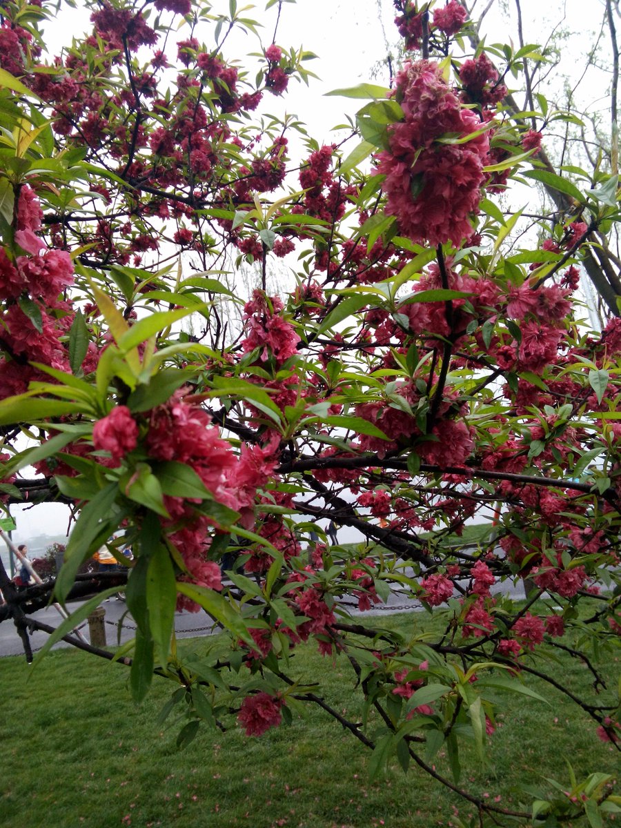 info0621's tweet photo. To see teh peach blossom https://t.co/7HryvvEV2B