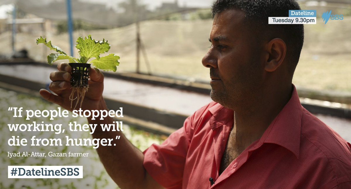 DatelineSBS's tweet photo. Iyad has lost his #Gaza farmland, so now grows lettuces in recycled water #DatelineSBS 9.30 https://t.co/ASdgMiPlAo https://t.co/M5aDRadGTZ