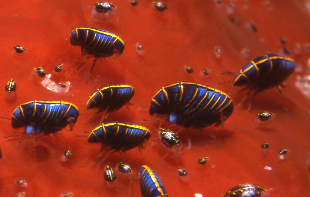 laBioauLabo's tweet photo. Des #amphipodes, l'ordre qui contient les gammares, il en existe de très colorés et variés : https://t.co/sUhuxna2yP https://t.co/THXFqR7pz3
