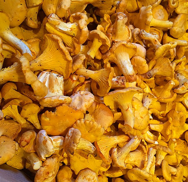 Hampshires finest!! Chanterelles from the new forest