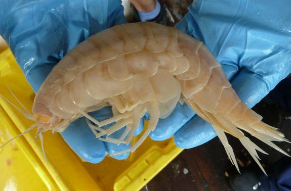 laBioauLabo's tweet photo. Mes gammares mesurent 1cm, mais on trouve quelques #amphipodes monstrueux au fond de l'océan https://t.co/p6fG8kHs49 https://t.co/CqcxWFIcM8