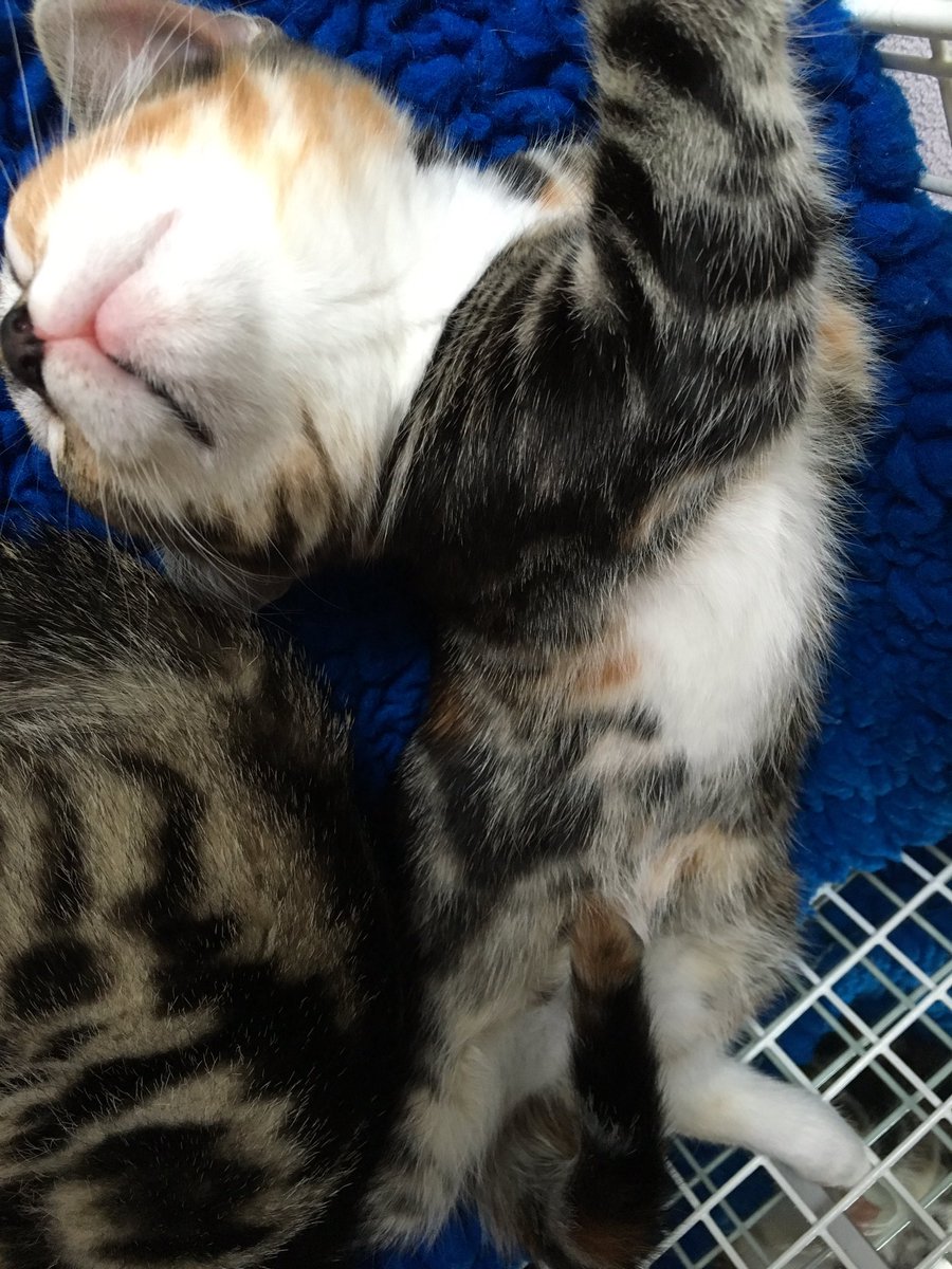KittensCam's tweet photo. Sleeping beauty #khally - her tail looks sooo funny! https://t.co/8DTlYvthqh