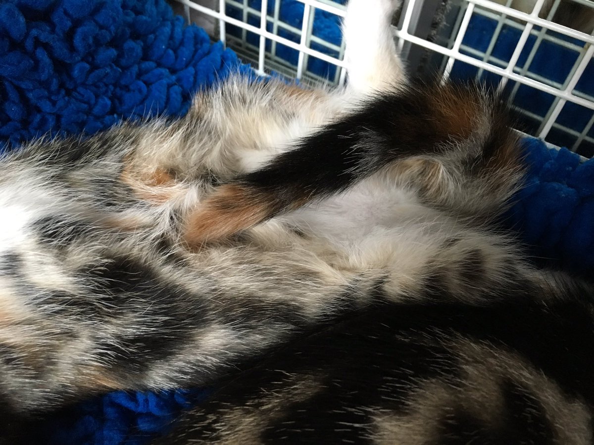 KittensCam's tweet photo. Sleeping beauty #khally - her tail looks sooo funny! https://t.co/8DTlYvthqh