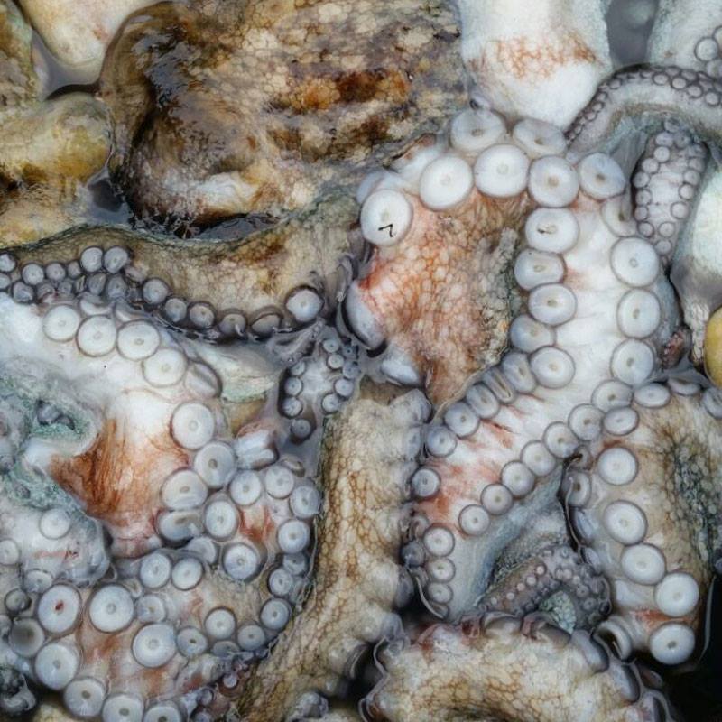 BLOG: Veda del pulpo: necesaria...pero ¿suficiente? frescoydelmar.com/blog/insuficie… #PescaGallegaArtesanal #PescaderiaONline