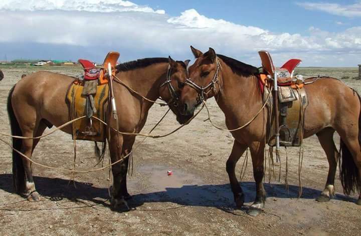 Дэлхийд ганцхан Монгол наадмаараа 
Дэлгэр сайхан наадаарай!