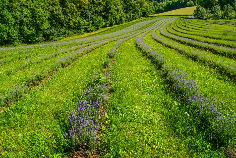 T_W_O's tweet photo. Lavendel aus der Steiermark https://t.co/VVwJ1frojs ... #lavendel #steiermark #kitzeck #twossl #sausal https://t.co/eVMTrr9FoC