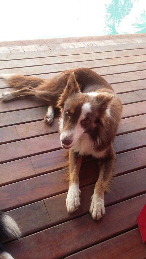 IBolio's tweet photo. @FindMyDogMid ayuda para encontrar a Henry se perdió anoche por Itzimna tiene placa 9999082838 https://t.co/uibb6rLcPK