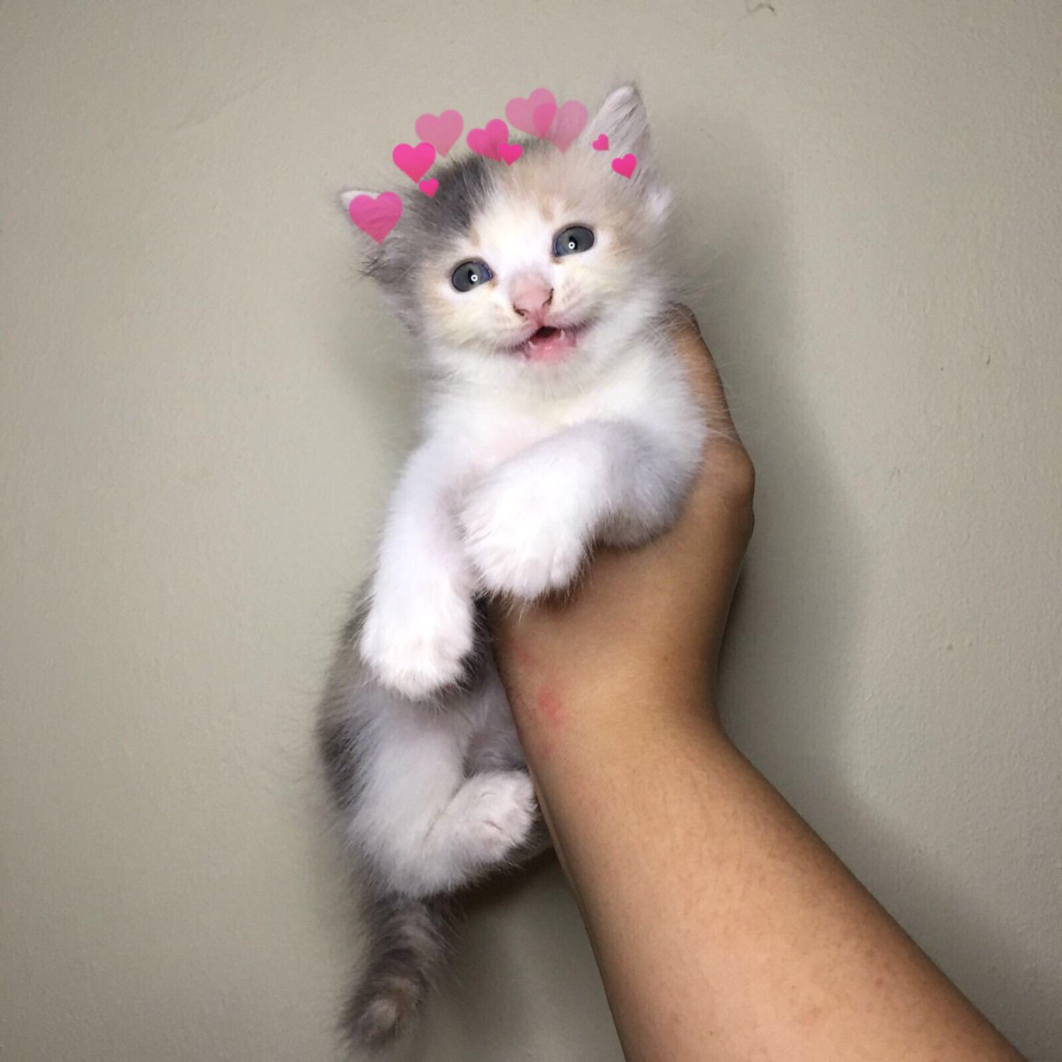 ️ (@catswithearts) on Twitter photo 