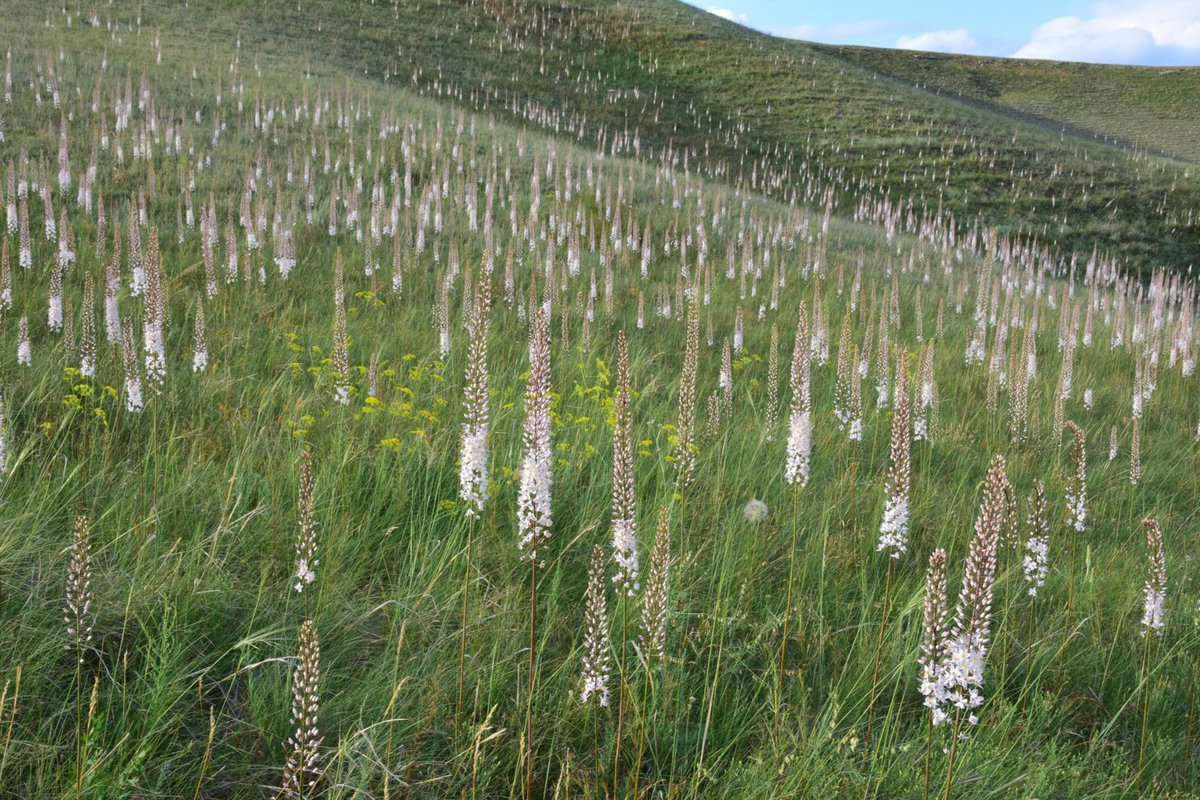 Dr.Sally O' Halloran ☘️ (@sallyohal) on Twitter photo You know when someone sends you their holiday photos……<a href="/HitchmoughJames/">James Hitchmough</a> in Kyrgyzstan Eremurus in the mountains. Wow! You know when someone sends you their holiday photos……<a href="/HitchmoughJames/">James Hitchmough</a> in Kyrgyzstan Eremurus in the mountains. Wow!