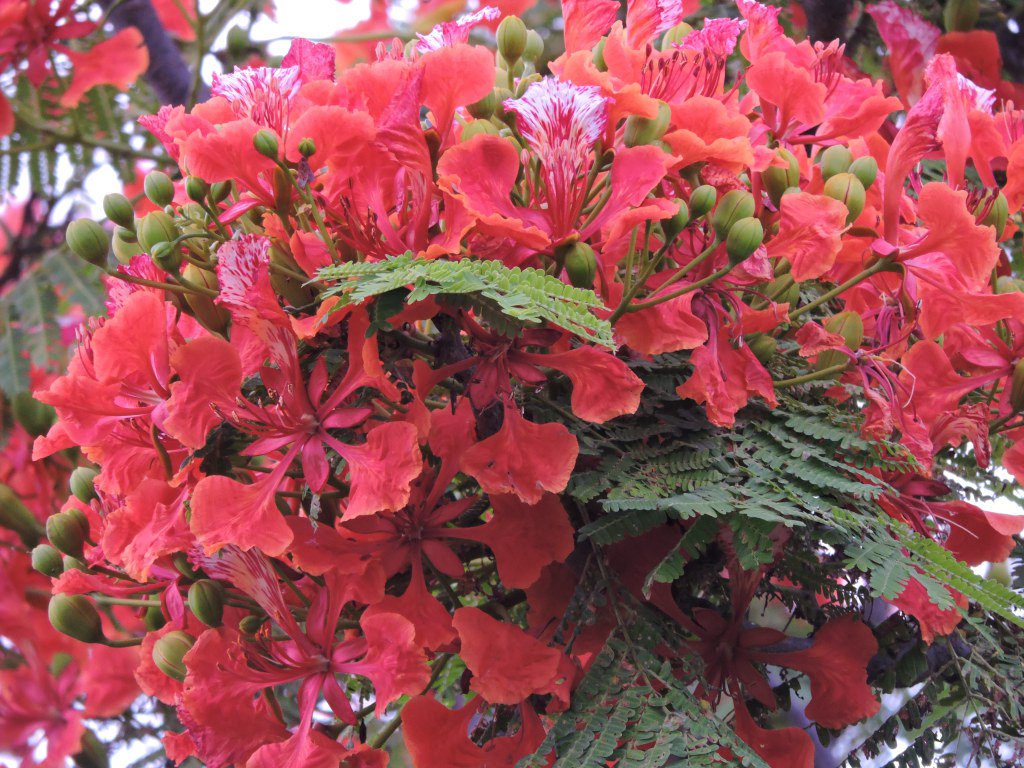 paniker_geetha's tweet photo. The flamboyance of Gulmohar. https://t.co/OH40pxVls4 https://t.co/7lVxGfwxPt